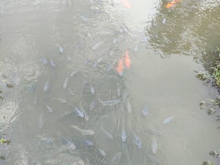 fish in the snow