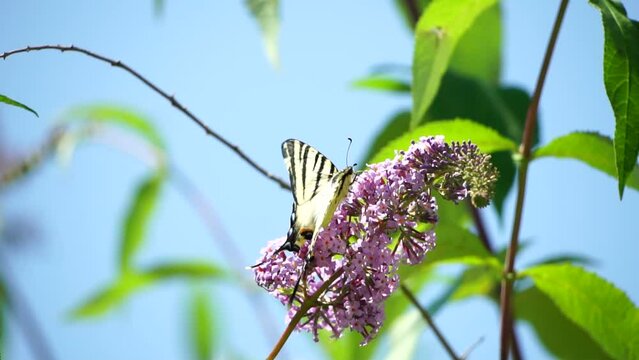 A common yellow swallowtail Papilio machaon on the flower of a butterfly bush Buddleja davidii . Close up, slow motion