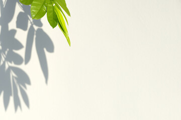 Obraz premium Abstract background. Close-up of foliage with verdant leaves and shadow in background