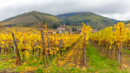 Fototapeta na wymiar A beautiful colored vineyards in autumn in Alsace in France