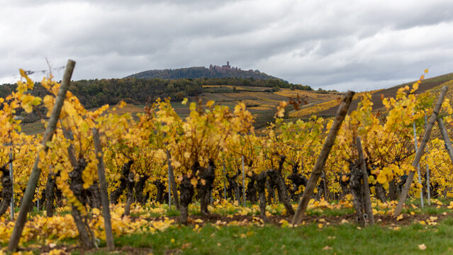 A beautiful colored vineyards in autumn in Alsace in France