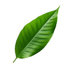 Fototapeta premium Green leaf isolated on white background