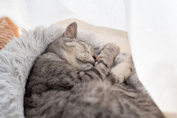 可愛い猫の寝顔　サバトラ猫