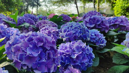 blue and purple hydrangea flower in the garden.