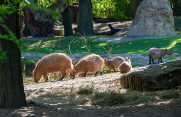 a herd of Capybaras with young animals at the embankment of a pond in backlight