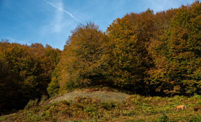 Domesticated cow gazing on grassland in a green meadow in autumn. Greek farmland