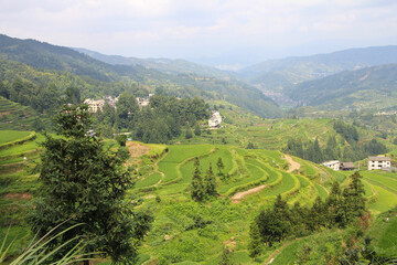 Fototapeta na wymiar Terraced Field in Tangan, Guizhou, China