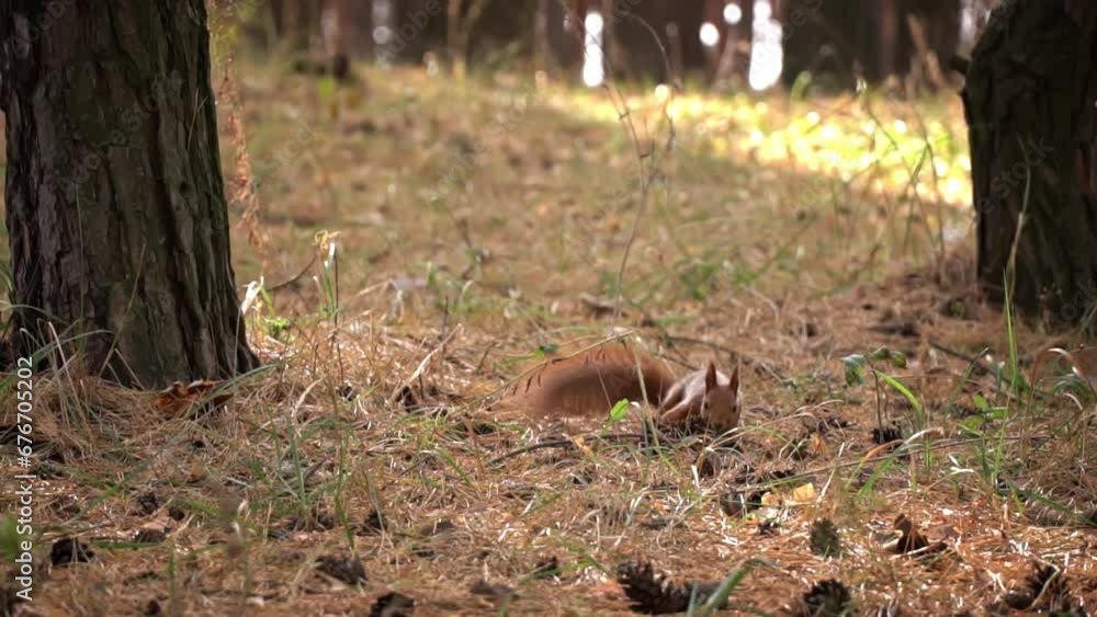 Poster cute red squirrel runs through the forest in search of food. a small playful squirrel walks between 