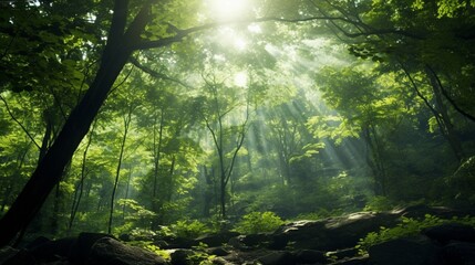 Ethereal Light Through Forest Canopy