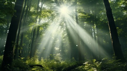 Ethereal Light Through Forest Canopy