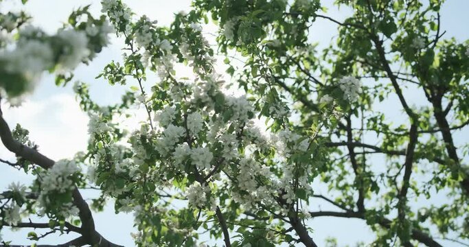 Sun shine brightly in flowering apple tree branches in spring on blue sky background. Beautiful white flowers on fruit tree branches. Sun light break through flower blossoms. Blooming tree 4k video