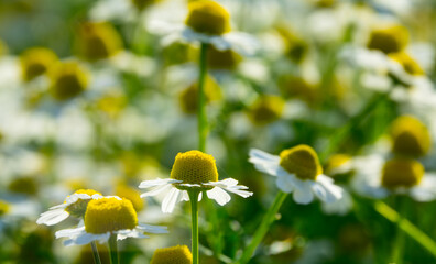 Medical chamomile in the field