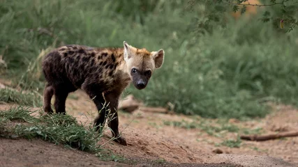 Tuinposter a young spotted hyena cub  © Jurgens