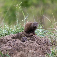a dwarf mongoose on a termite mound