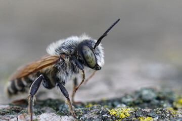 Closeup on a male of the Mediterranean golden-tailed woodborer, Lithurgus chrysurus