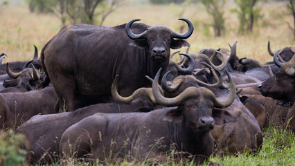 a large herd of African buffalo 