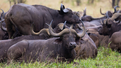a large herd of African buffalo 