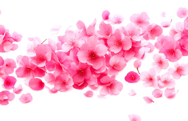 Fototapeta na wymiar Cherry Blossom Petal Pile Pink on white background