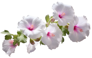 Digital Realism in Moonlit Mallow Imagery on a Clear Surface or PNG Transparent Background.