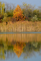 A day among the colors of autumn in the peat ponds of Lake Iseo - 676711419