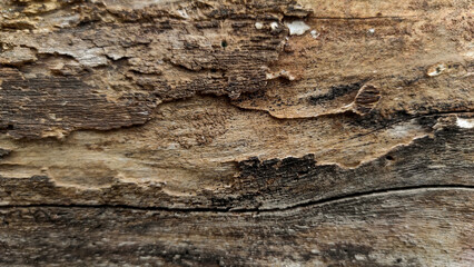the background surface of the bark is rotten and has a peeling texture, selective focus