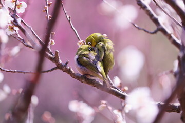 梅の花と仲良しの2羽のメジロ