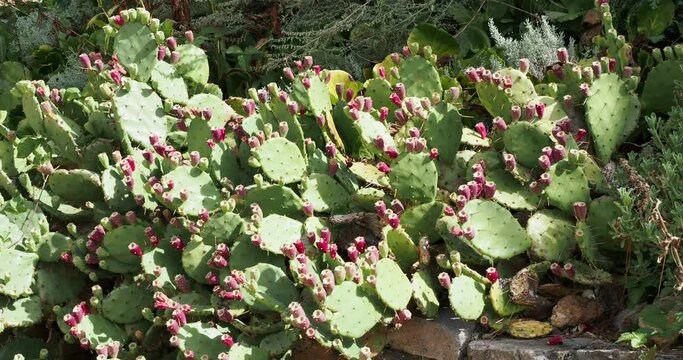 (Opuntia ficus-indica) Prickly pear with ripe purple-red fruits with short thorns on thick bluish-green spatulate stems with long spines cultivated as ornamental plant in a botanical garden in Germany