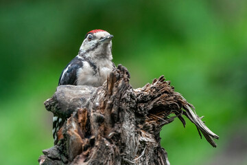 Great woodpecker Dendrocopos major, male of this large bird sitting on tree stump,green diffuse background,
