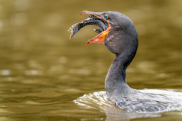 neotropic cormorant