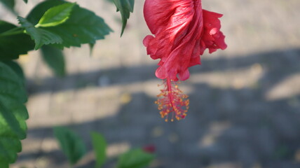 A single red hibiscus flower