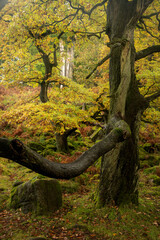 Beautiful Autumn landscape image of woodland and golden leaves and river running through deep valley below in Peak District National Park
