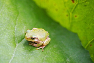 アマガエルと木