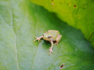 アマガエルと木