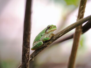 アマガエルと木