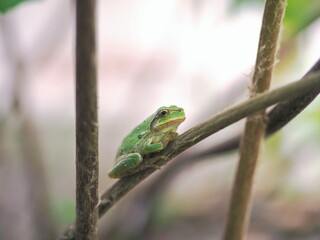 アマガエルと木