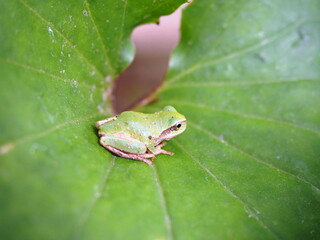 アマガエルと木