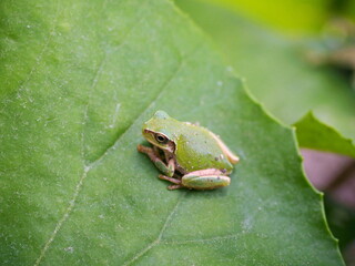 アマガエルと木