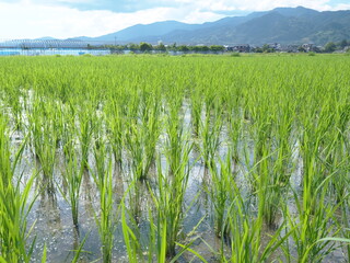 水田の風景