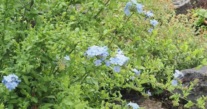 (Plumbago auriculata) Cape leadwort or blue plumbago, a mounding shrub boasting a lot of pale blue to pink flowers in corymbs on arching stems bending slightly in the wind
