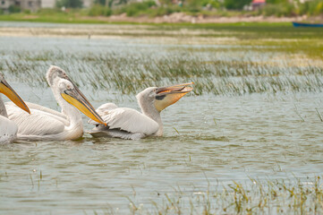 Dalmatian Pelican (Pelecanus crispus) eating fish in Lake Manyas.