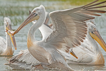 Dalmatian Pelican (Pelecanus crispus) eating fish in Lake Manyas.