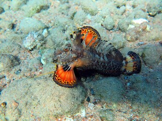 Red Sea Walkman, also known as sea goblin, demon stinger or devil stinger, is a Western Pacific member of the Inimicus genus of venomous fishes, closely related to the true stone fishes. It can reach 