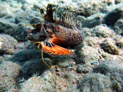 Red Sea Walkman, also known as sea goblin, demon stinger or devil stinger, is a Western Pacific member of the Inimicus genus of venomous fishes, closely related to the true stone fishes. It can reach 
