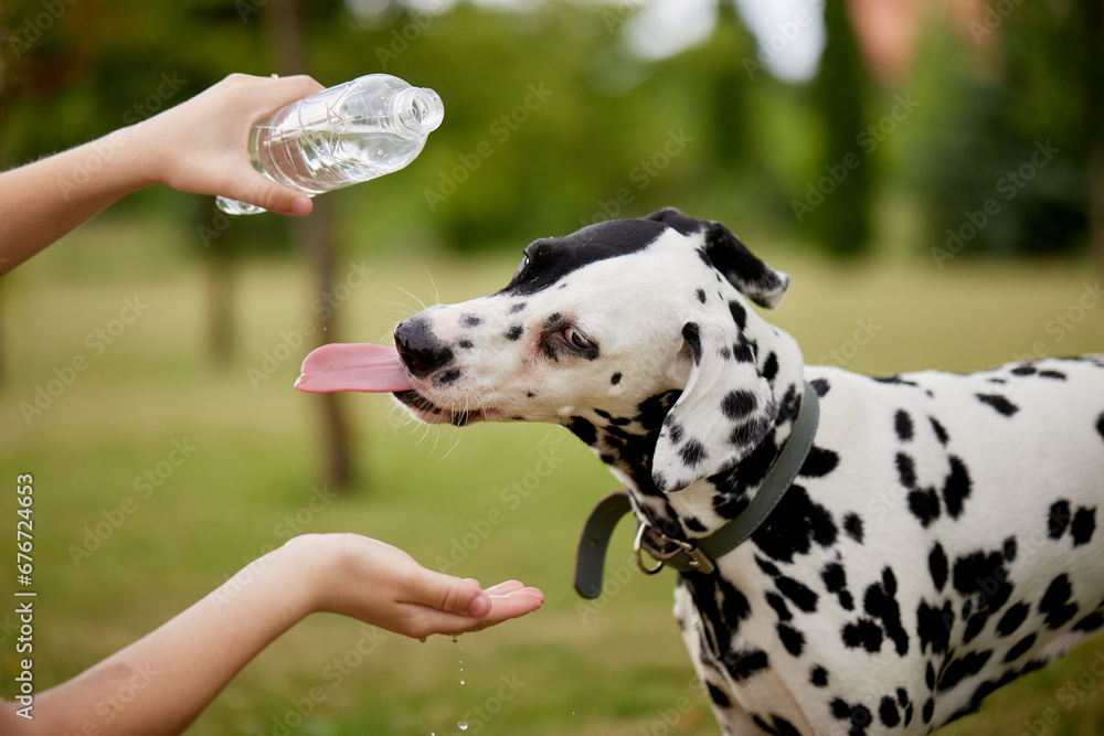 Wall mural The dog drinks water from a plastic bottle. Pet owner taking care of his dalmatian on a hot sunny day, animal care concept - Wall murals