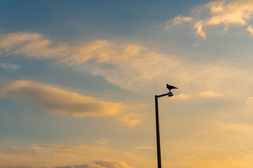A Silhouette of a hawk perched on a lamp post in the evening sky.