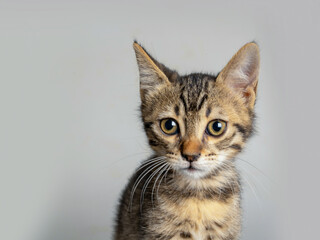 portrait of a little kitten with a white background