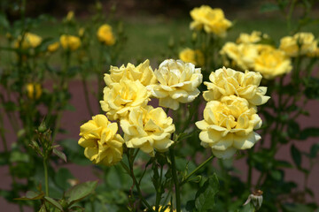 伊豆の踊り子　バラの花