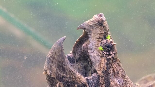 Snap turtle close-up. Underwater of Snapping Turtle Swimming near Bottom Making Bubbles in South Dakota.