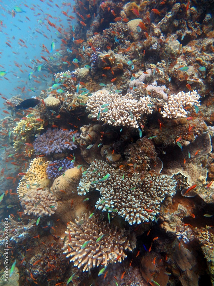 Poster red sea fish and coral reef