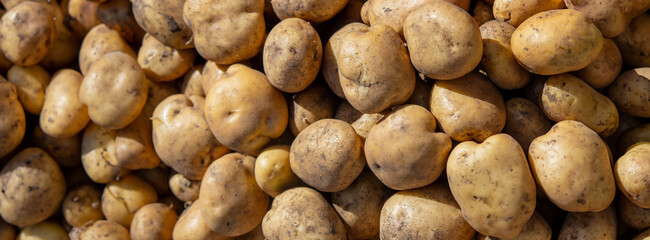 Fototapeta premium potatoes on the farm. Harvesting organic potatoes.